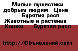 Милые пушистики добрым людям › Цена ­ 1 - Бурятия респ. Животные и растения » Кошки   . Бурятия респ.